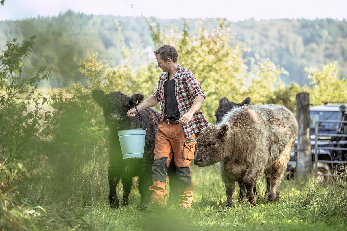 a9d32423dff72aabfef618fb2854ef078a9ce494 Jonathan Kobel lockt seine Galloway-Jungtiere mit Maiswürfeln. Regelmässiger Kontakt ist wichtig, damit die Tiere zahm sind. Bild: Sebastian Kobel