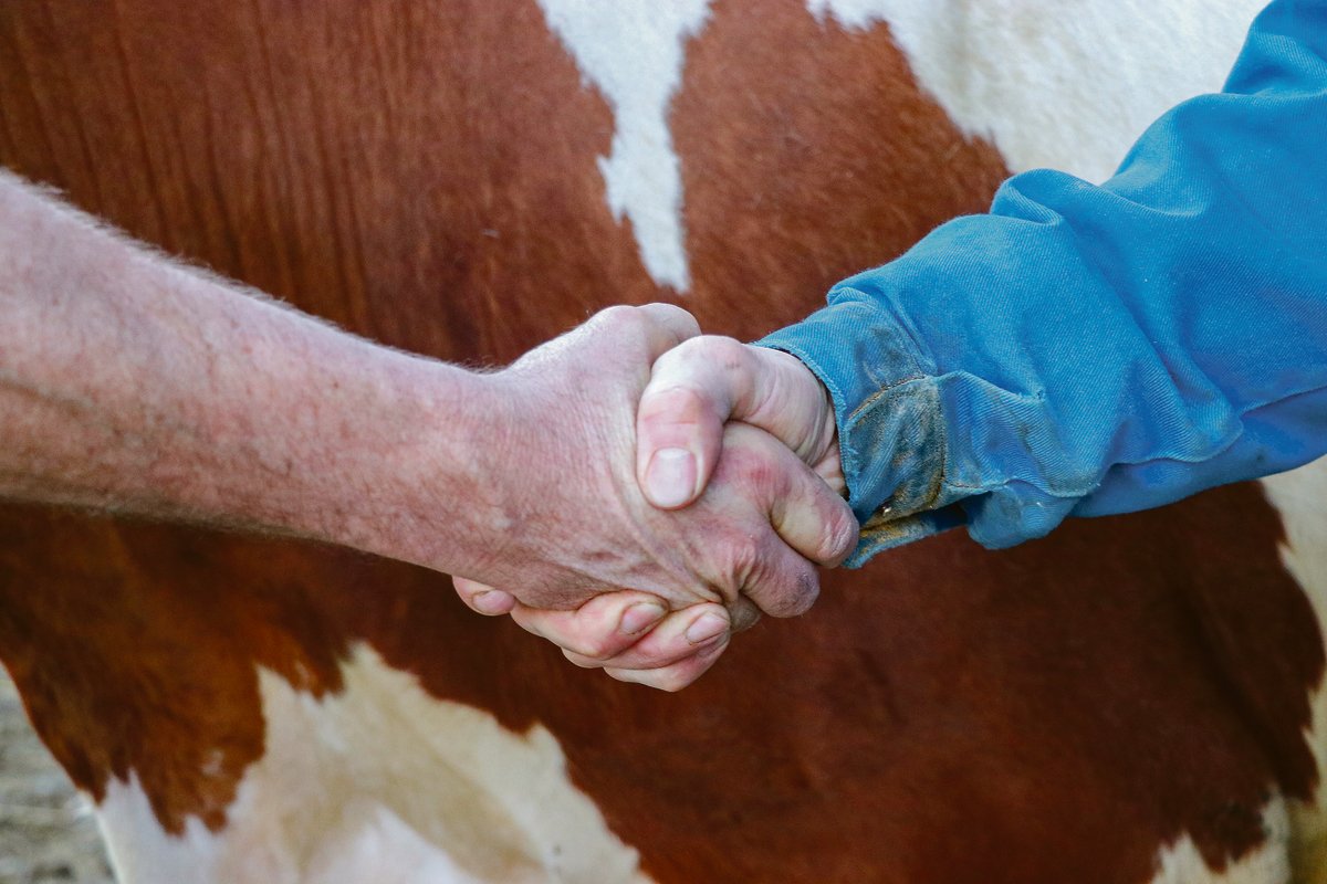 Einen erfolgreichen Handel besiegelt man mit einem Handschlag. Kommt es zu Streitfällen, hat dieser aber nur schriftlich Hand und Fuss.(Bild BauZ)