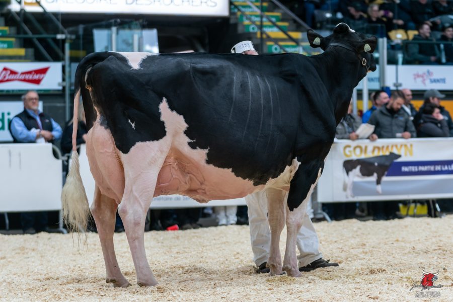 Grand Champion: Loyalyn Goldwyn June von Pierre Boulet.