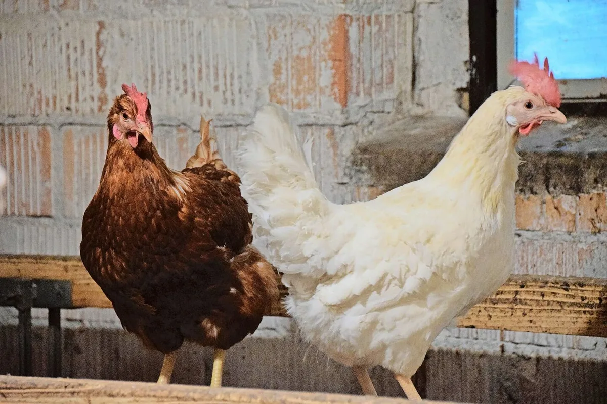 d9a548e433032a9a5857e1620502f935683544c0892d01d54f384eb38ee562e7 Die rote Vogelmilbe ist ein häufiges Problem bei Haushühnern. Während sie sich in der Nacht mit dem Blut der Hühner vollsaugt, versteckt sie sich tagsüber in den Ritzen des Stalls.