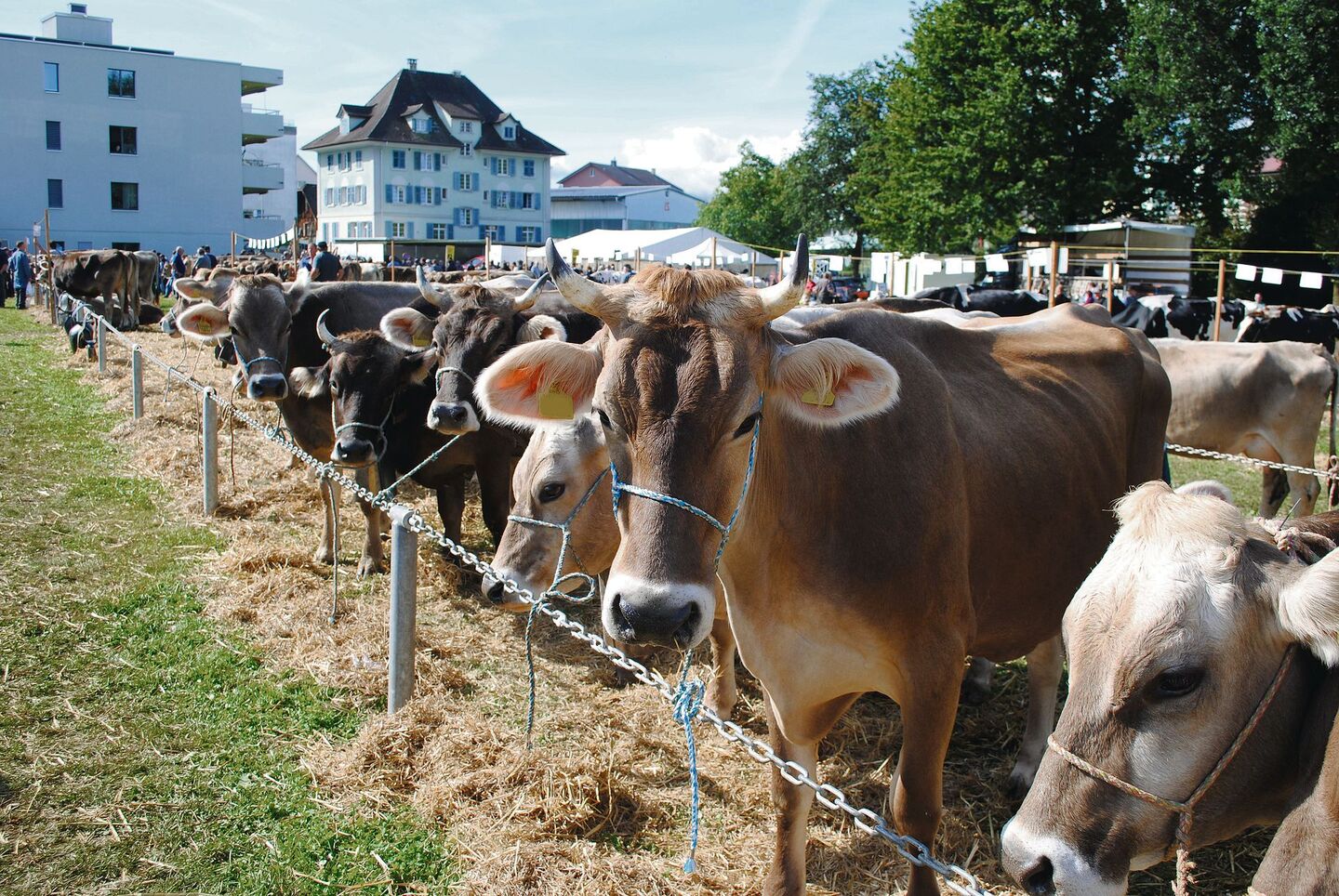 Die Braunviehtiere in Küssnacht müssen heuer erstmals über das Bruna-Net von Braunvieh Schweiz angemeldet werden.