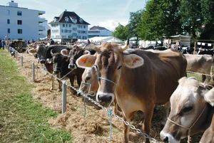 Die Braunviehtiere in Küssnacht müssen heuer erstmals über das Bruna-Net von Braunvieh Schweiz angemeldet werden.