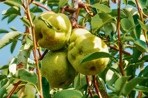Im Kanton Thurgau gingen 2019 wegen der Marmorierten Baumwanze Schätzungen zufolge etwa 25 Prozent der Birnen verloren, was einem Schaden von etwa drei Millionen Franken entspricht. (Bild Tim Haye, Cabi)