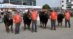 Die Siegerstiere (v. l. n. r.): Monarch Lord, Lorenz Zöttel, Julen Pinocio und Fantastic Fan. (Bild: Rolf Bleisch)