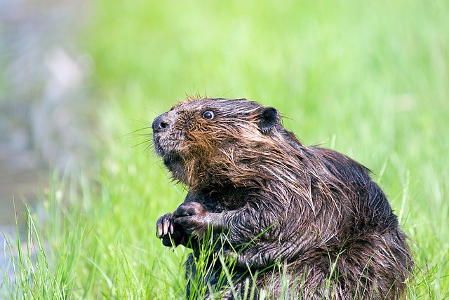 Im Sachplan soll unter anderem auch festgelegt werden, wie man mit Wildtierkonflikten, etwa mit Bibern, umgehen will. (Bild Pixabay)