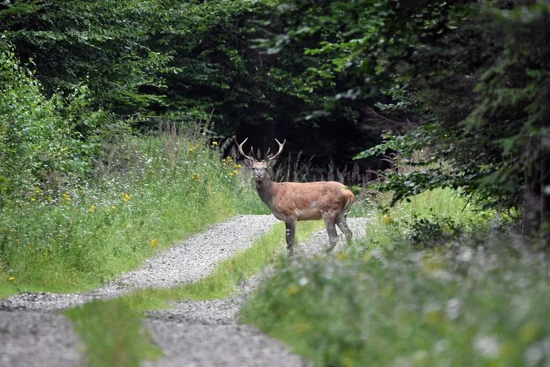 f45e1b0d1cdb7d89a5ab5b47ea53f767e4291437 Der Hirsch ist auf dem Vormarsch: Im Kanton Bern hat sich der Bestand in den letzten drei Jahren verdoppelt. (Bild Pixabay)