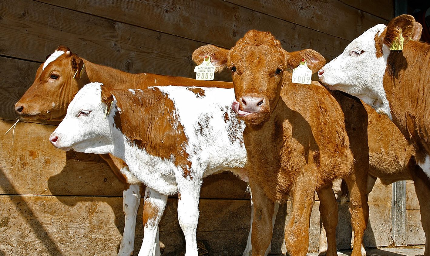 Für die Naturafarm-Kälber gibt es Verlängerung: 2019 wird die Prämie unverändert weiterbezahlt. (Bild pd)