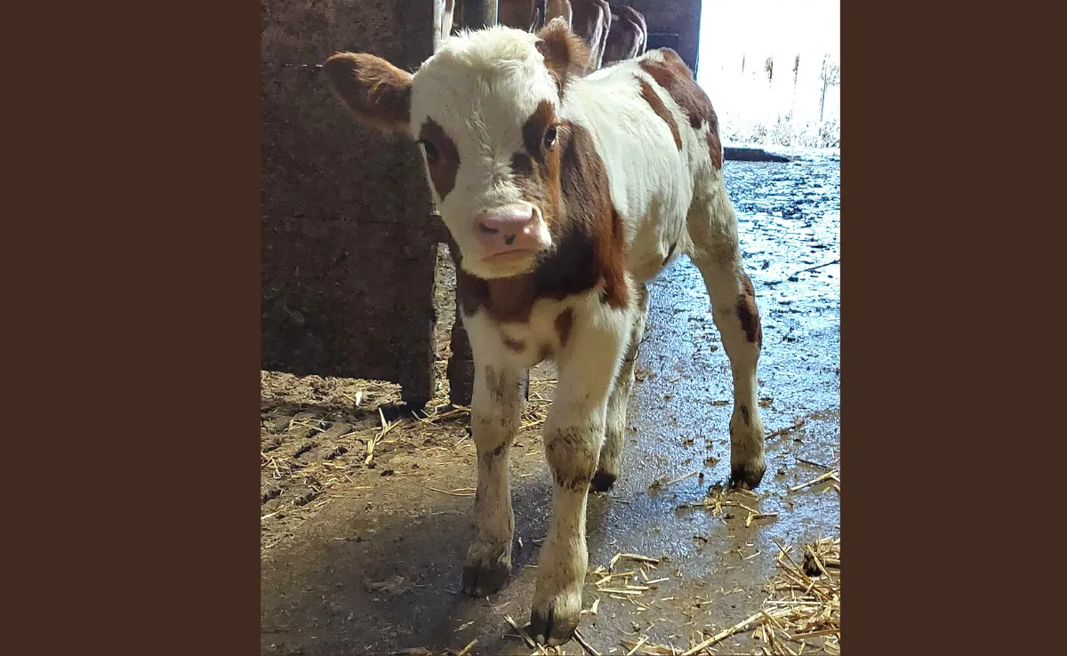 hinterwaelder_kalb Bei den Hinterwäldern gelten neu gleiche Mitgliederbeiträge für alle