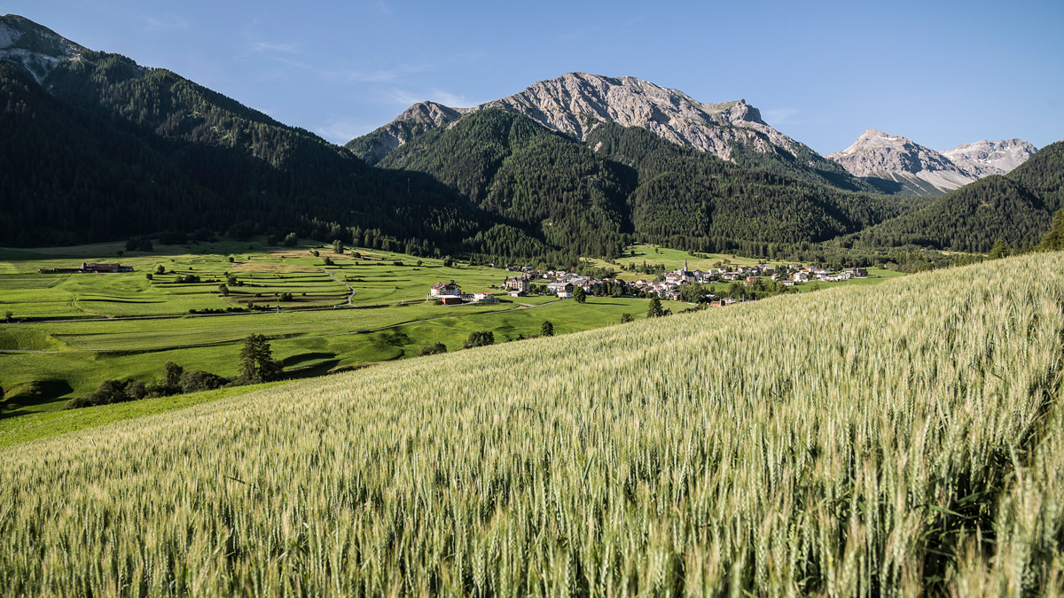 Hinter dem Projekt stehen die Bauern vom Verein «Graun Val Müstair». Die neue Getreidesammelstelle ist aber auch eingebettet in ein Regionalentwicklungsprojekt, das die landwirtschaftliche Produktion im Val Müstair sicherstellen soll. (Bild Alpinavera)