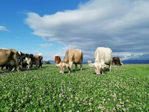 Im Sommer und Herbst neigen viele Bestände dazu, in einen höheren Kleeanteil abzudriften. Regelmässige Stickstoffgaben helfen, den Gräseranteil zu fördern.