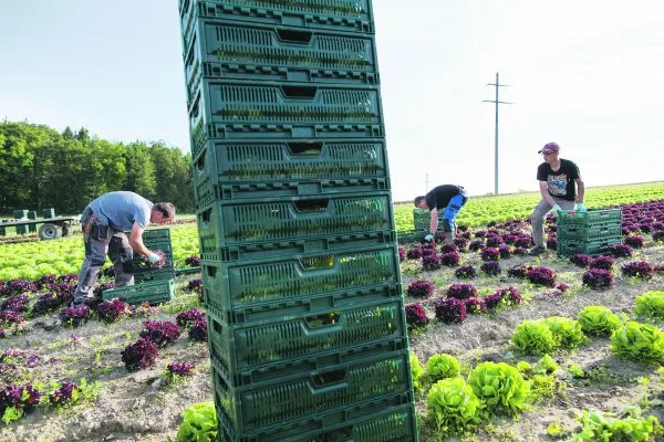79f479663b4e35aa36f180322ceb0fa47eed227d Da waren es nur noch 84 Mitgliederverbände: Per Anfang Jahr haben die Gemüseproduzenten den SBV verlassen. (Bild Archiv)