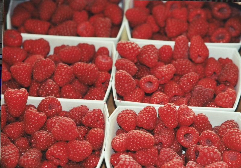 Schweizer Himbeeren wachsen heuer auf 175 Hektaren. (Bild SOV)