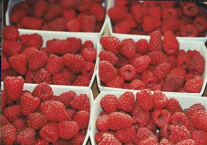 Schweizer Himbeeren wachsen heuer auf 175 Hektaren. (Bild SOV)