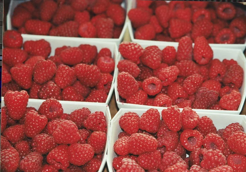 63f142ca1203c6ec419d5336a155c223b3ad7e34 Schweizer Himbeeren wachsen heuer auf 175 Hektaren. (Bild SOV)
