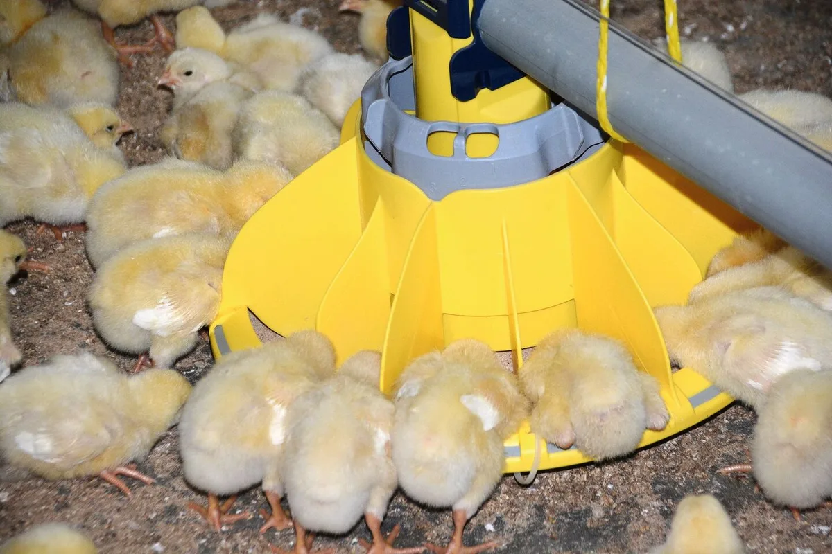 Mastpoulets stehen um die Futterschale herum und fressen.