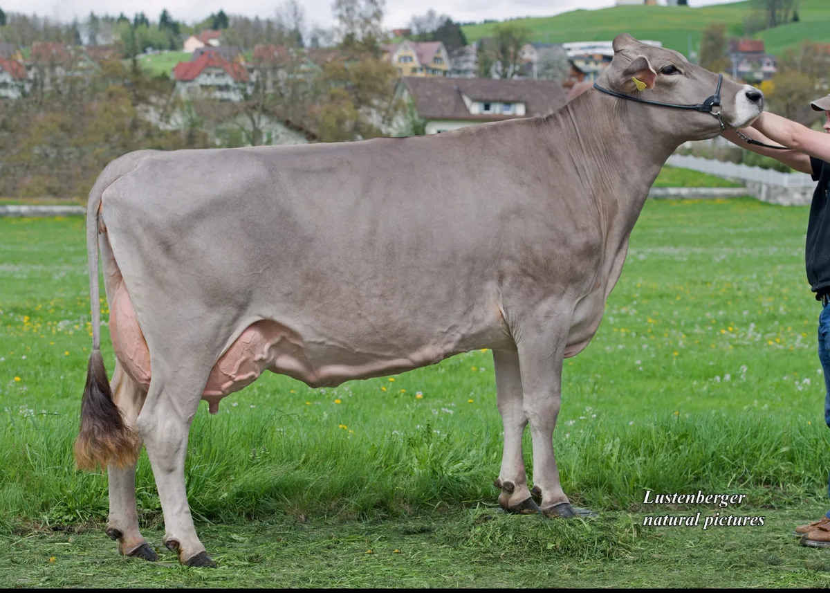 8b03c1b95f2e0bf81ae44c1c705ae7e6950029fe Die Miss Alpstein 2013, Prunki Fabienne von Dölf Fuster. (Bild Viehschau Appenzell)