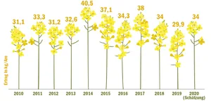 Der grösste Teil der Rapsernte ist eingefahren. Mit geschätzten 34 kg Ertrag je Are könnte die Ernte besser ausfallen als im vergangenen Jahr. (Grafik BauZ, Quelle Umfrage BauZ)