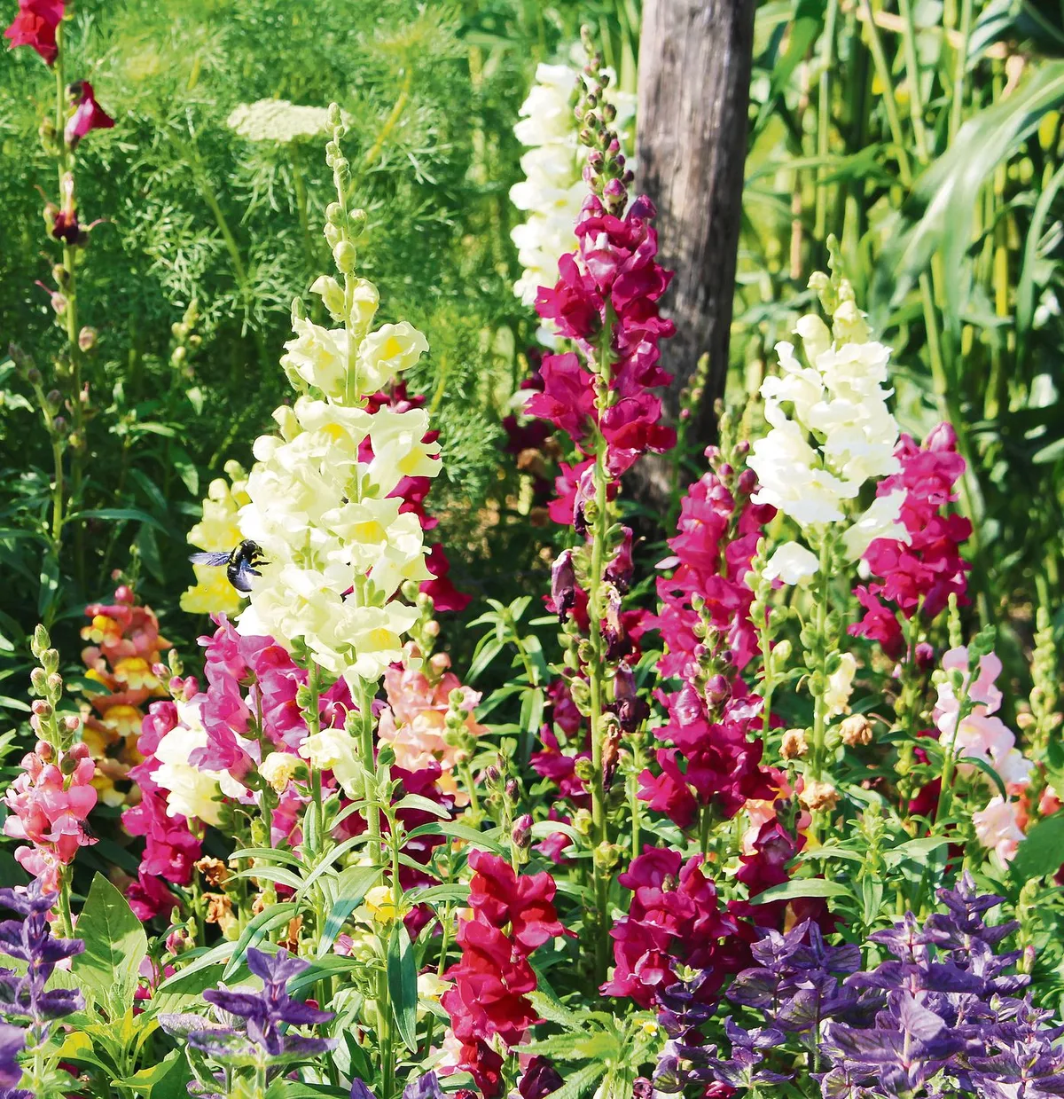 fda192e699f4c16a8392a08205396dc57c130de7 Die farbenfrohen und anspruchslosen Löwenmäulchen schmücken den Garten, gleichzeitig bieten sie Wildbienen Nahrung. (Bild Silvia Meister)