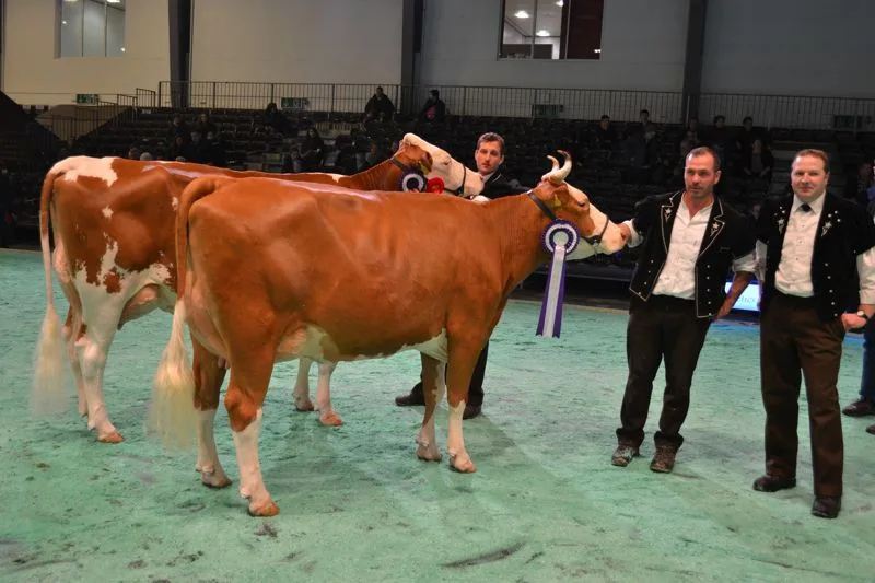 0a3958fb6db414a7e64f197865b06847905c1ace Grand Champion (vorne): Merino Ondosa, Jakob und Michael Berger, Milken / Reserve Champion: Fantast Cremona, Samuel Künzi, Blausee - Mitholz