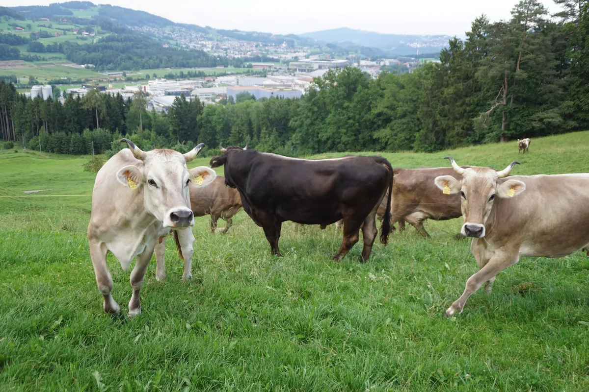 1df2d2d517ffd42a8edcd94ee13a8358cef735c0 Der zweijährige Stier Coran bei seinen Kühen auf der Weide. (Bilder Michael Götz)