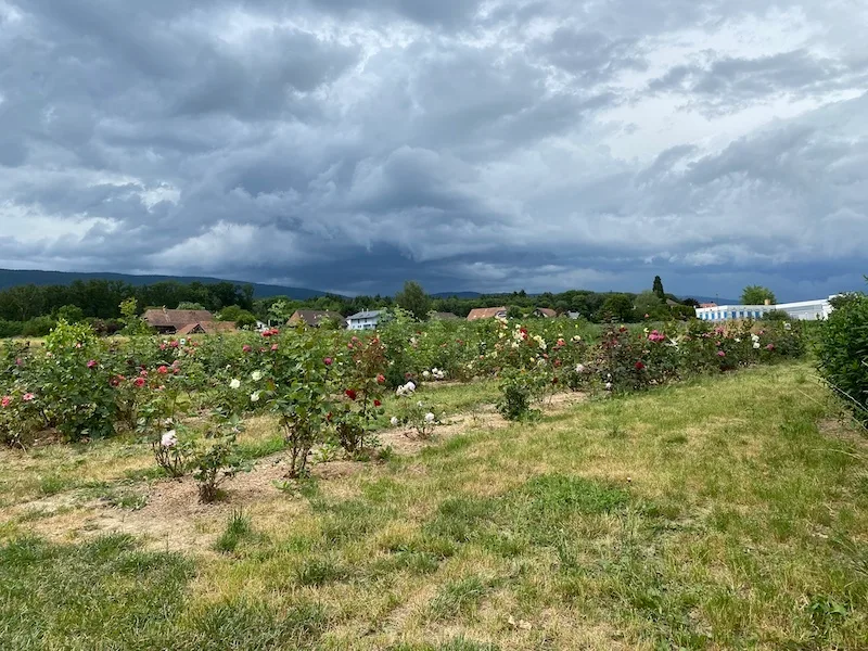 f17512d4a69a1735fb2159b0b03d848fda2d8f17 Eine schöne Blütenpracht zieht die Kunden aufs Blumenfeld zum Selberschneiden an. (Bilder Jeanne Woodtli)