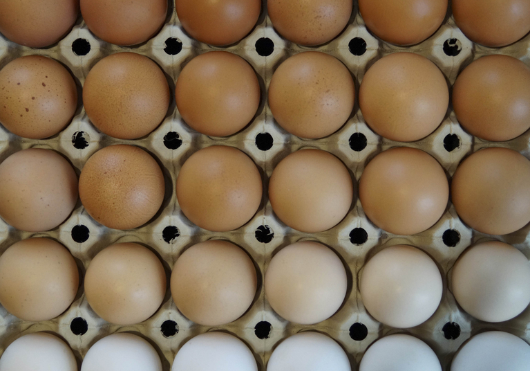 Schweizer Eier sind nicht an Ostern in aller Munde. (Bild landwirtschaft.ch / Debora Meister)