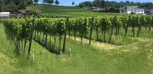 ETH-Forscher haben den Zusammenhang zwischen der Informationsquelle und den Schädlingsbekämpfungsstrategien bei Obstbau- und Weinbauproduzenten untersucht. (Bild ETH Zürich/Finger R.)