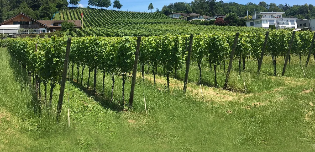 ETH-Forscher haben den Zusammenhang zwischen der Informationsquelle und den Schädlingsbekämpfungsstrategien bei Obstbau- und Weinbauproduzenten untersucht. (Bild ETH Zürich/Finger R.)