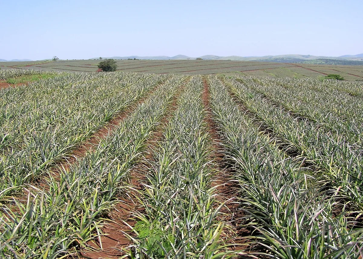 7c72649a096bd6920f8ddab1c9172242dd327c18 Farmland in Südafrika: Das Land gilt als Brotkorb Afrikas. (Bild mr)
