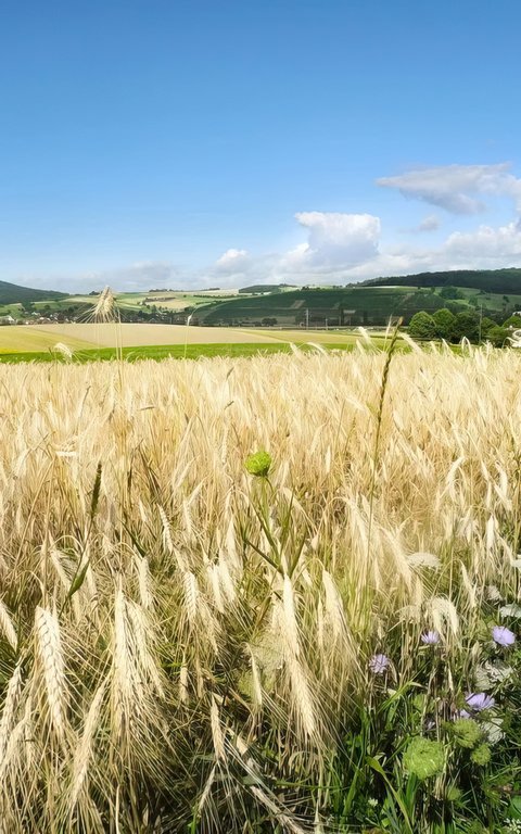 IP-Suisse verhängt einen Anbaustopp für Emmer und Einkorn