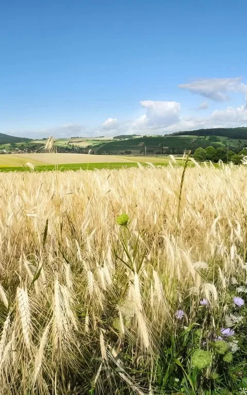 IPSuisse_Emmer_Einkorn_Weisser_Emmer_Wegwarte_Wilchingen_low-edited-gigapixel-low_res-scale-6_00x IP-Suisse verhängt einen Anbaustopp für Emmer und Einkorn