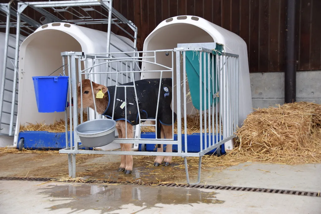 Kälber brauchen Milch – aber dazu auch Wasser und Rohfasern