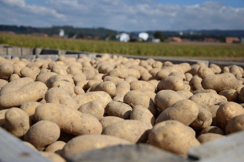 Die Lager mit Kartoffeln der letzten Ernte leeren sich zusehends. Nun sollen möglichst rasch die ersten neuerntigen Knollen für Nachschub sorgen. (Bild BauZ)
