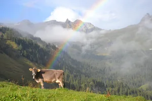 Laut bäuerlicher Wetterweisheit hat «Regen in der Walpurgisnacht stets ein gutes Jahr gebracht», gar «Sturm und Wind in der Walpurgisnacht Scheune und Keller vollgemacht».