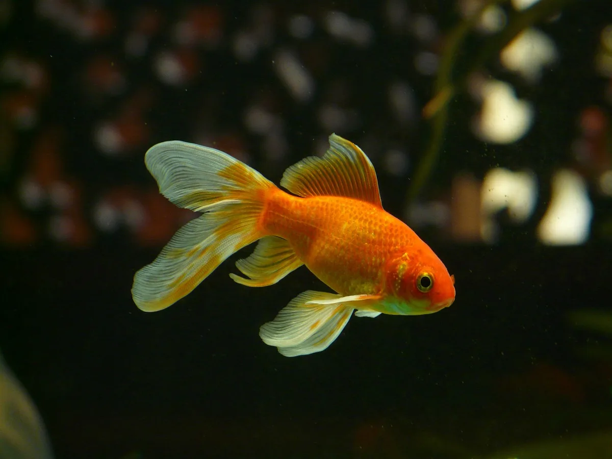 ee607eed54a308ea8911fb932bdc206bf845e1a6 Fische seien schmerzempfindlich, stressanfällig und verfügten über aussergewöhnlich empfindsame Sinnesorgane. (Bild Pixabay)