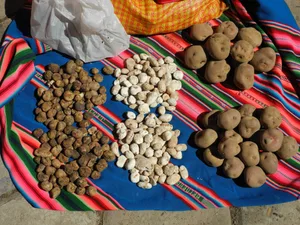 Kartoffeln und Chuño (getrocknete Kartoffeln) am Titicacasee in Bolivien.