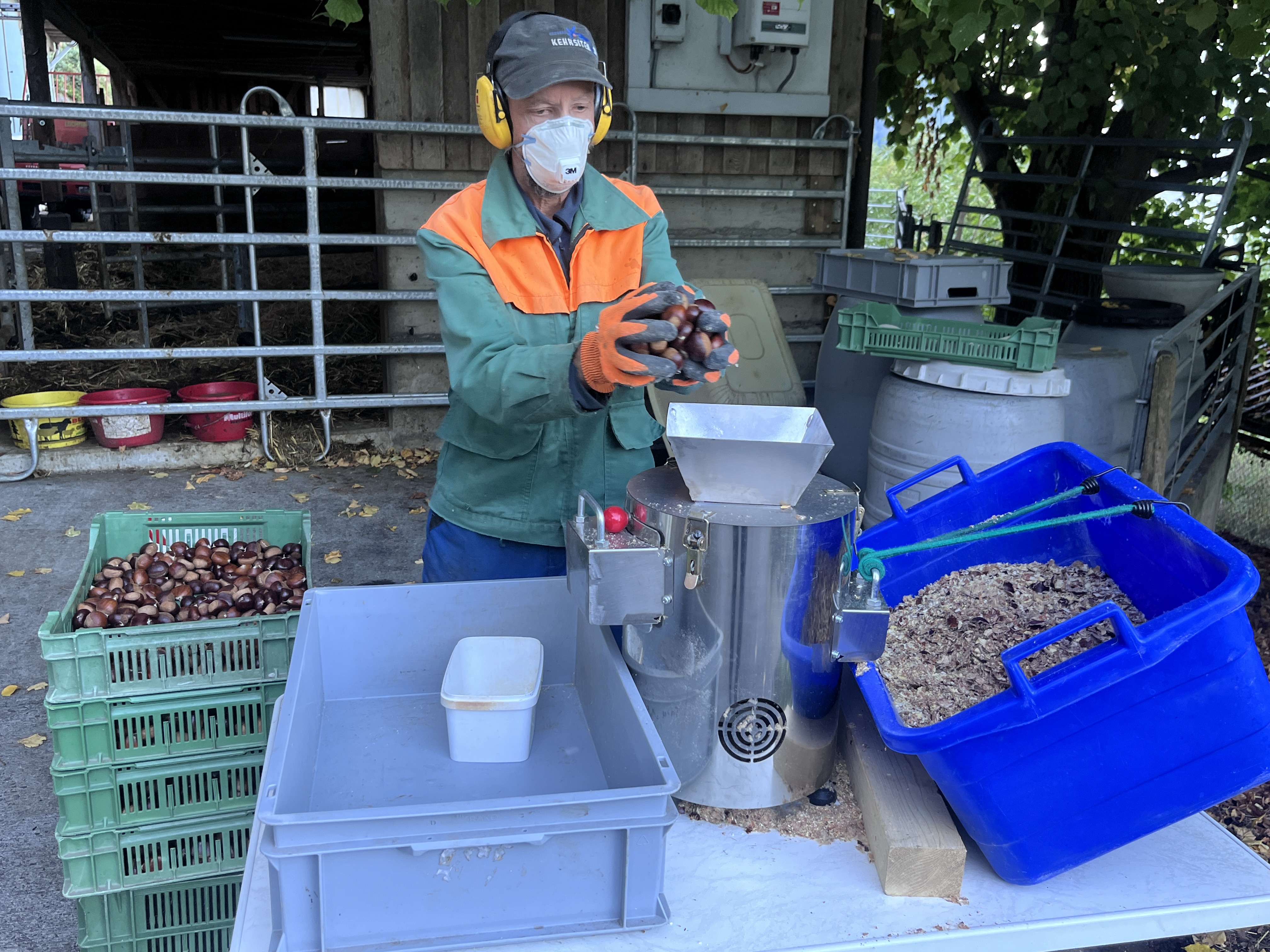 Bevor die Kastanien in die Schälmaschine können, müssen sie gewaschen und getrocknet werden.