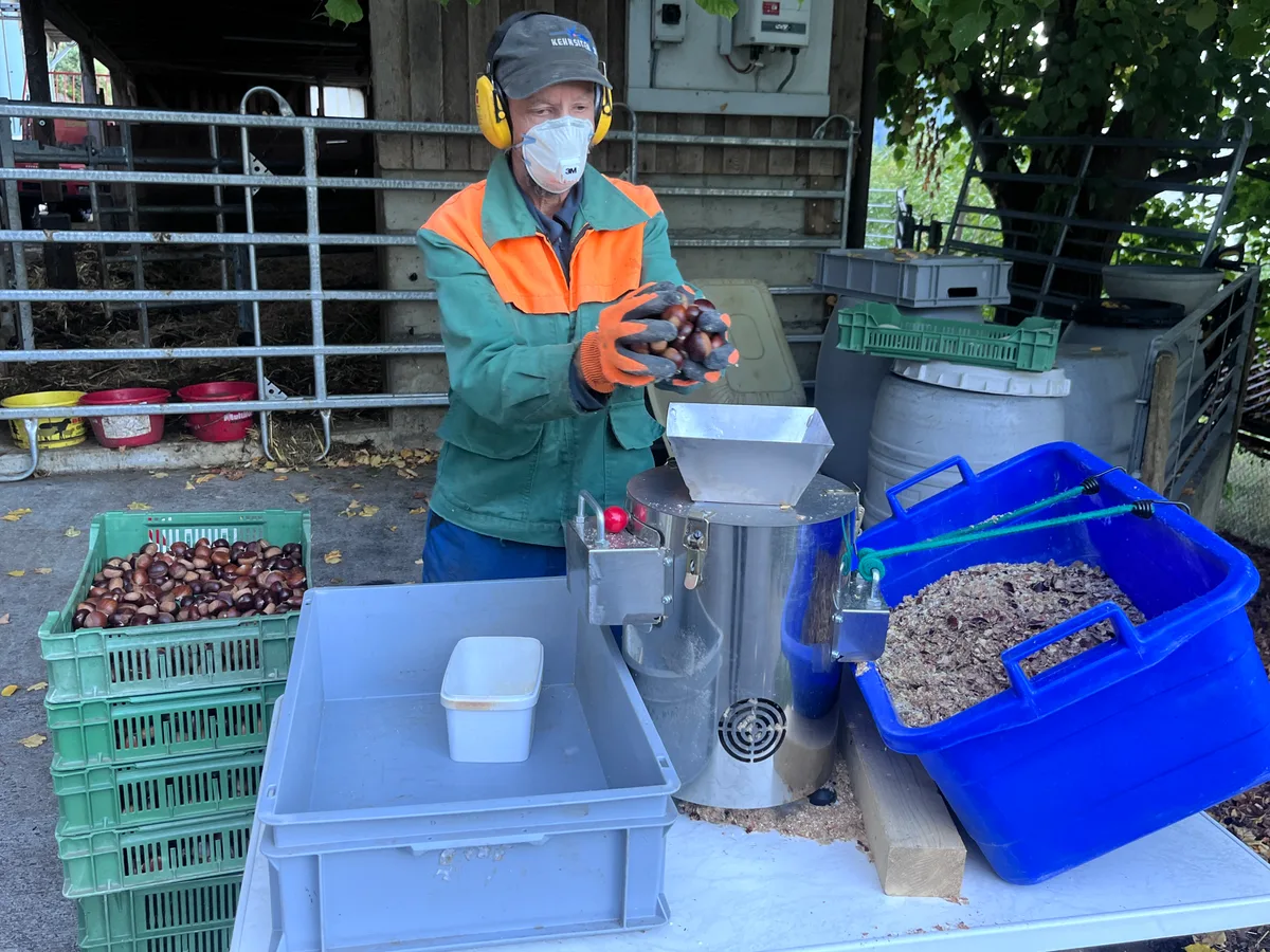 Titelbild Schälmaschine Bevor die Kastanien in die Schälmaschine können, müssen sie gewaschen und getrocknet werden.