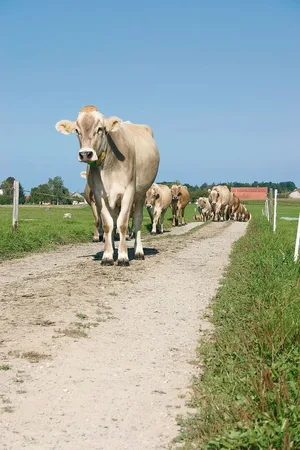 Für die Aufkofferung von unbefestigten Wegen oder Hofumgebungen darf kein Fräsasphalt verwendet werden. Wenn Landwirte solches Material zulassen, machen sie sich strafbar.