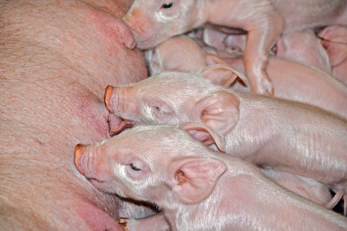 Die Anzahl abgesetzter Ferkel werde sich in Richtung 30 pro Sau und Jahr bewegen, vermutet die Suisag.