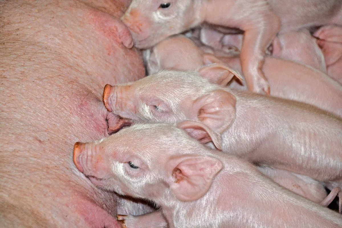 133f14942964aebeab27b177b552198b0556974dfc2ebf991684161192c8792f Die Anzahl abgesetzter Ferkel werde sich in Richtung 30 pro Sau und Jahr bewegen, vermutet die Suisag.