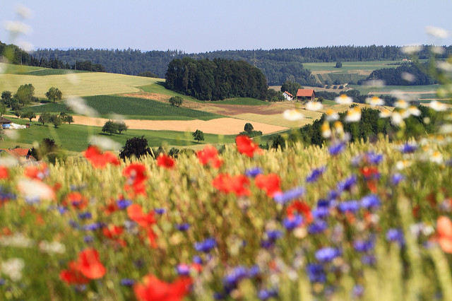Nicht nur schön, sondern auch nützlich: Blühstreifen fördern Nützlinge. (Bild Agroscope, Matthias Tschumi)