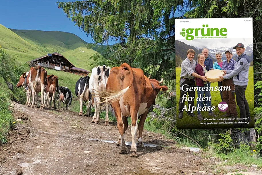 Im Juli Heft von «die grüne» wird unter anderem der Schlachtviehmarkt näher betrachtet. (Bild DG)