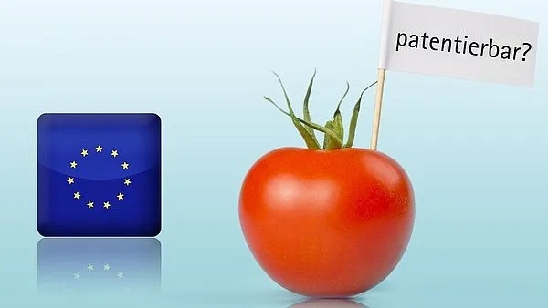 4471a78d97349036c3d2d6c03d8578b5a79f74fc Zum Wohle gerade der kleinen Züchter in der Europäischen Union sowie der Landwirte dürfe es keine Patente auf konventionelles Pflanzenmaterial und Saatgut geben. (Bild agrar-press)