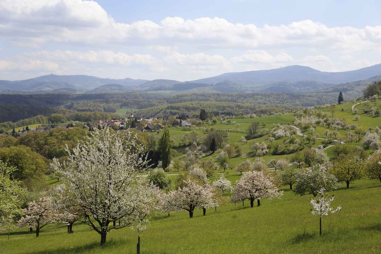 Bildschön: Eine Landschaft voller Hochstammbäume. (Bild lid)