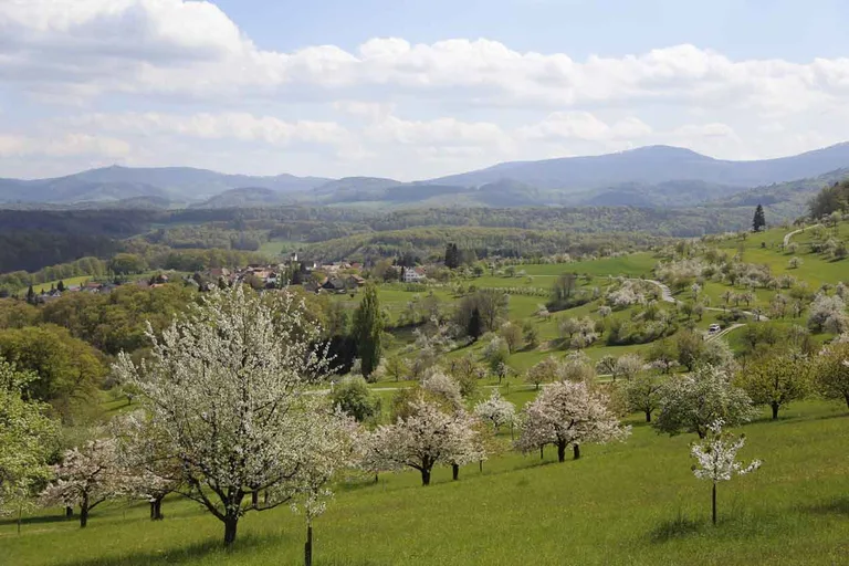 d91692c0d176219f85852f2b17095e5f64834e9f Bildschön: Eine Landschaft voller Hochstammbäume. (Bild lid)