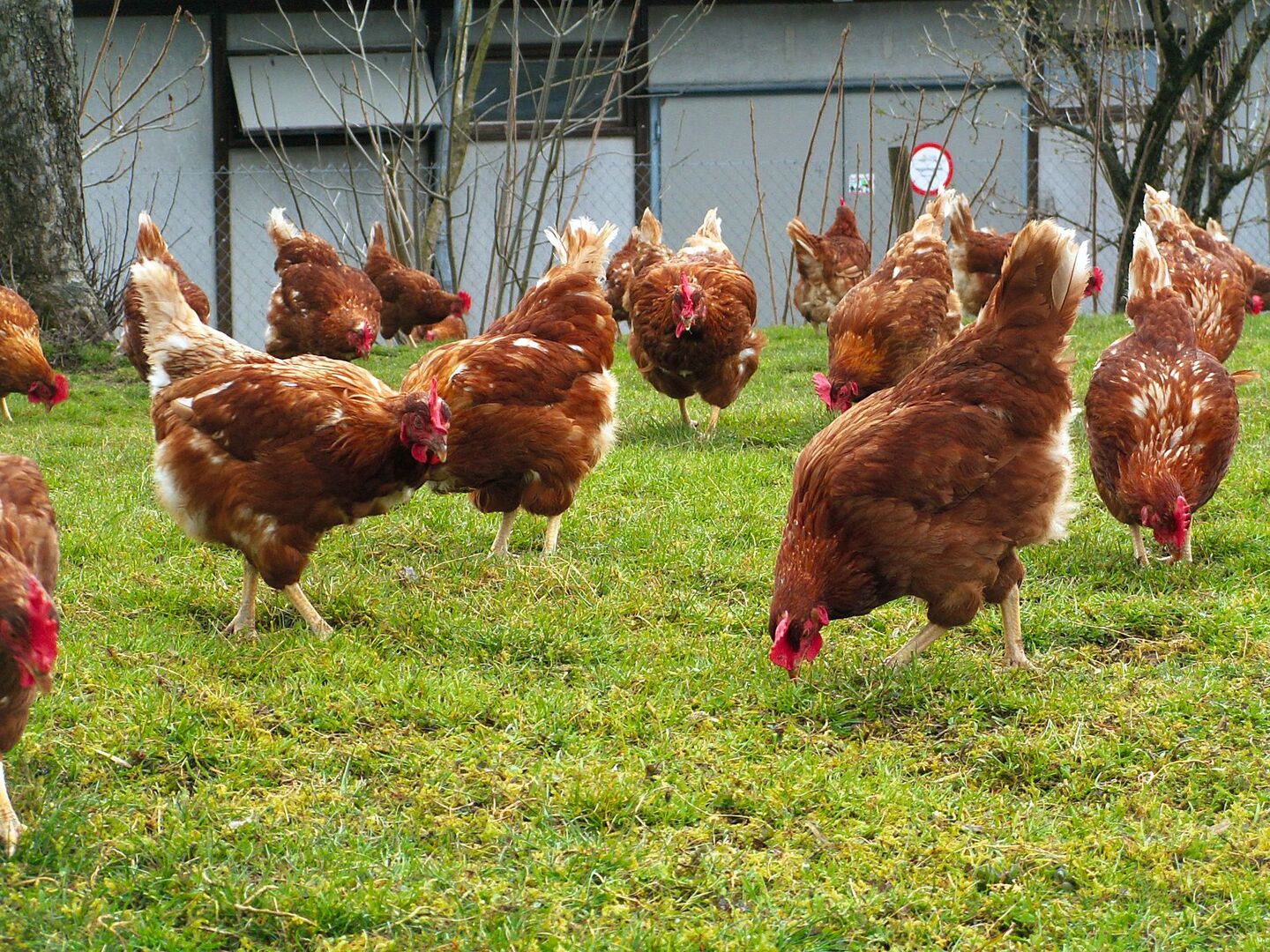 Hennen sind im Auslauf und picken im Gras.