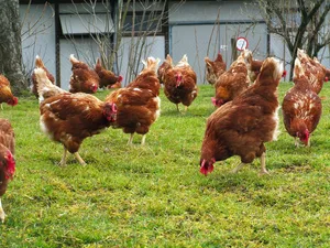 Hennen nehmen auf der Weide auch unverdauliche Partikel auf, was unerwünschterweise die Futteraufnahme reduzieren kann.
