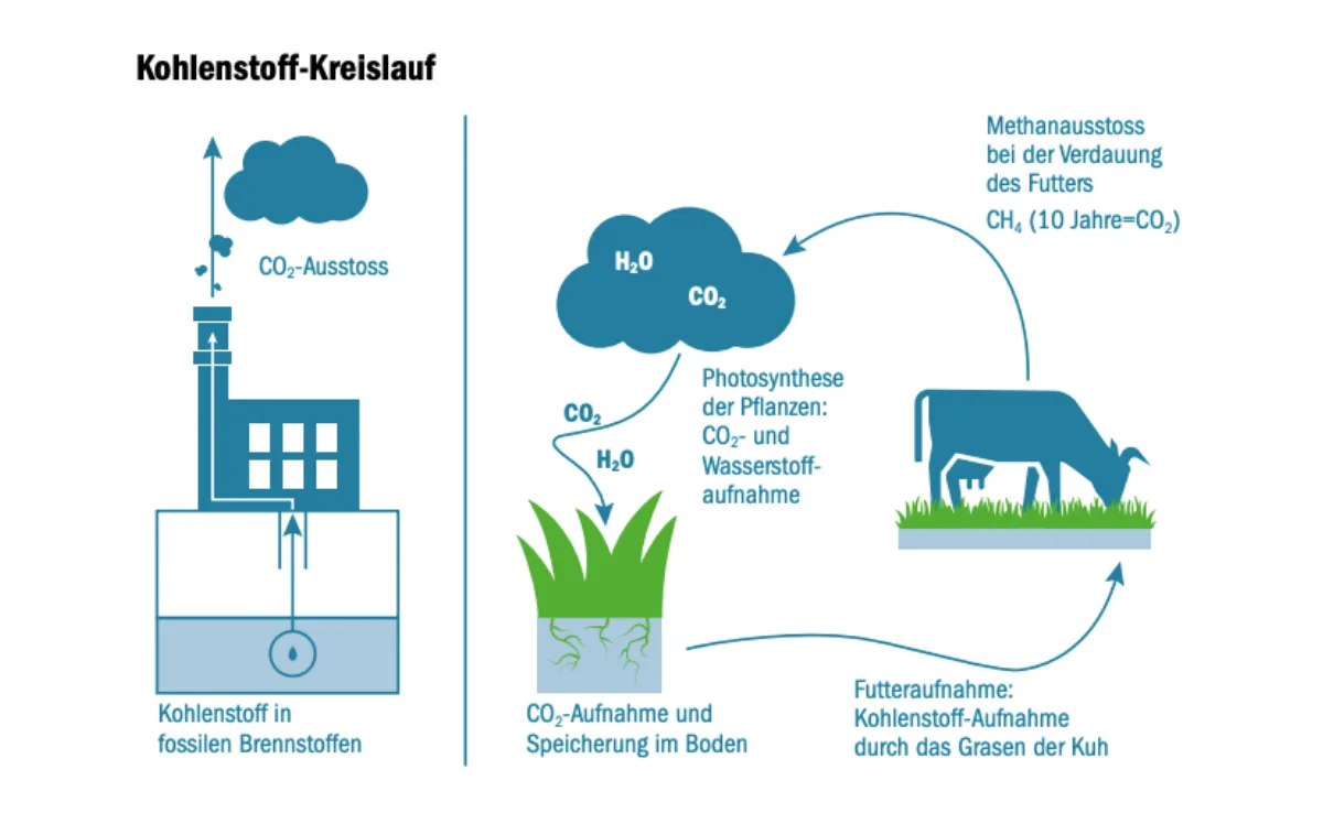 liz-smp-kuh-klimakiller Die Kuh ist keine Klimakillerin