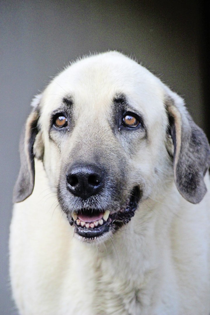 Nur geprüfte Hunde sollten für den Herdenschutz im Einsatz sein